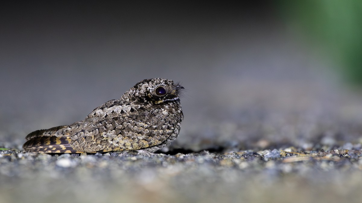 Common Poorwill - ML638118261