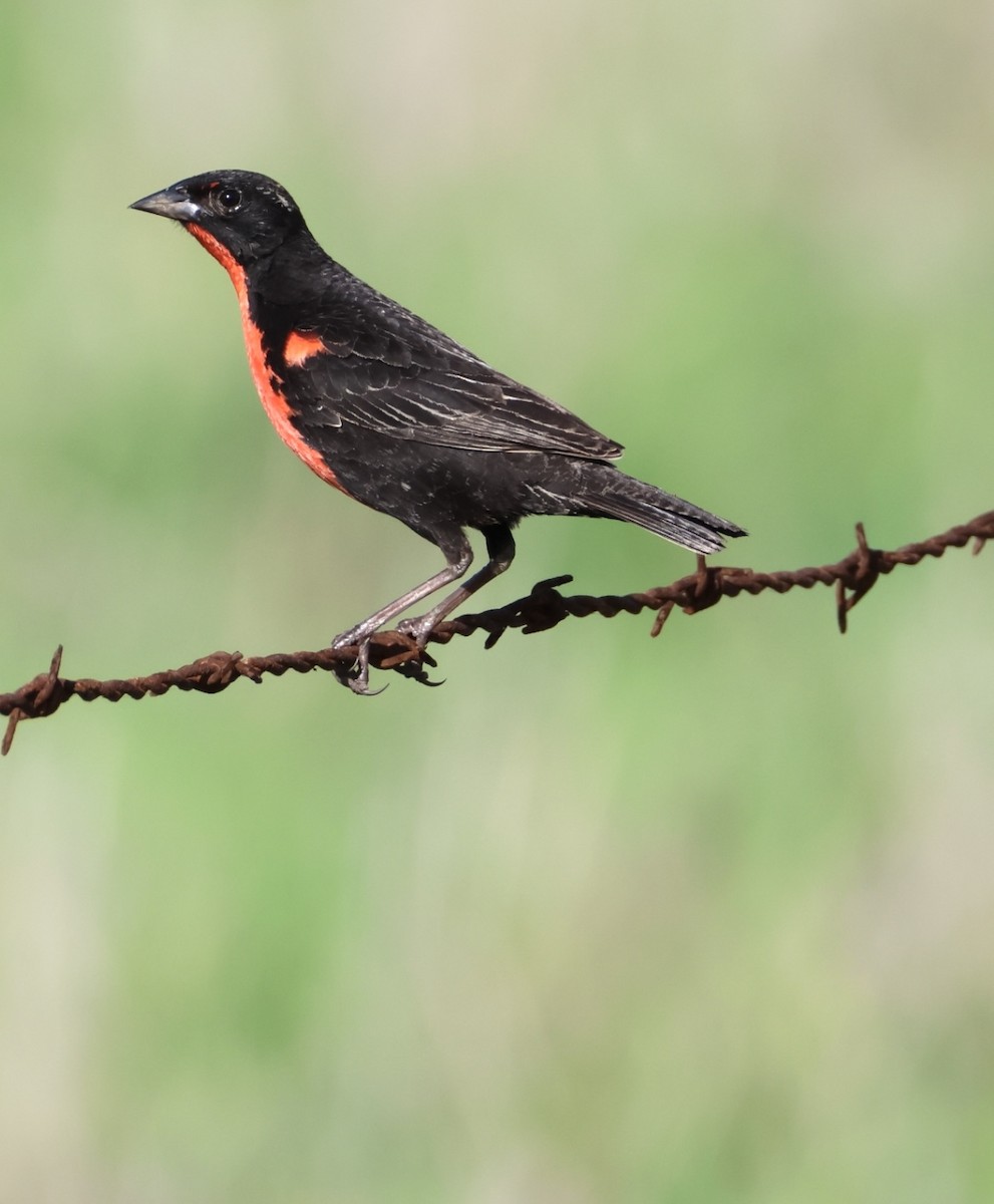 Red-breasted Meadowlark - ML638118280