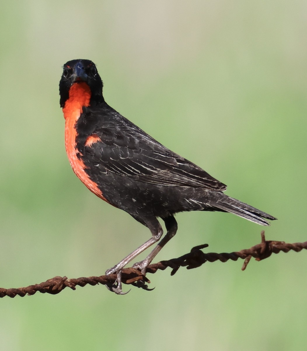 Red-breasted Meadowlark - ML638118281