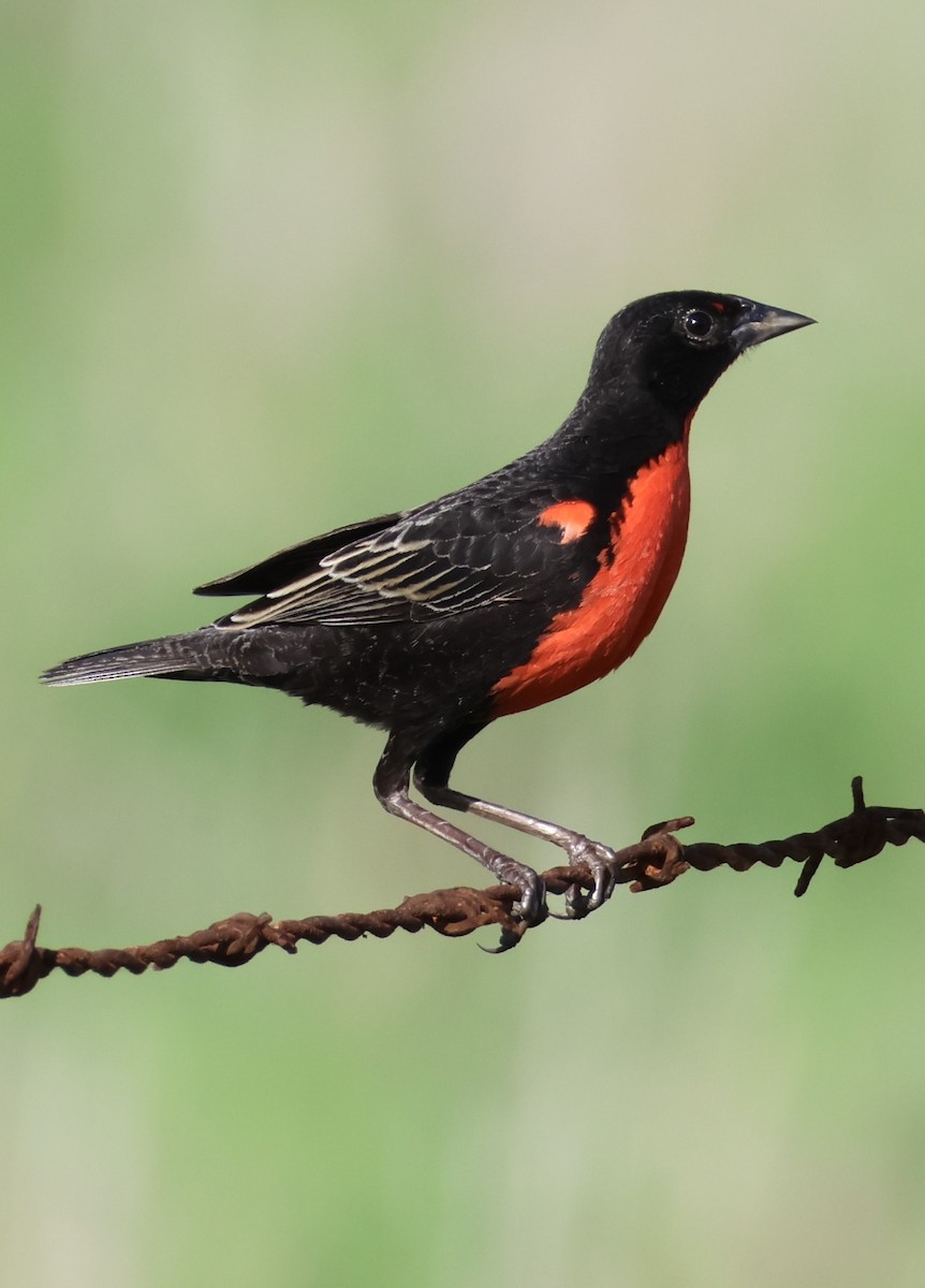 Red-breasted Meadowlark - ML638118283