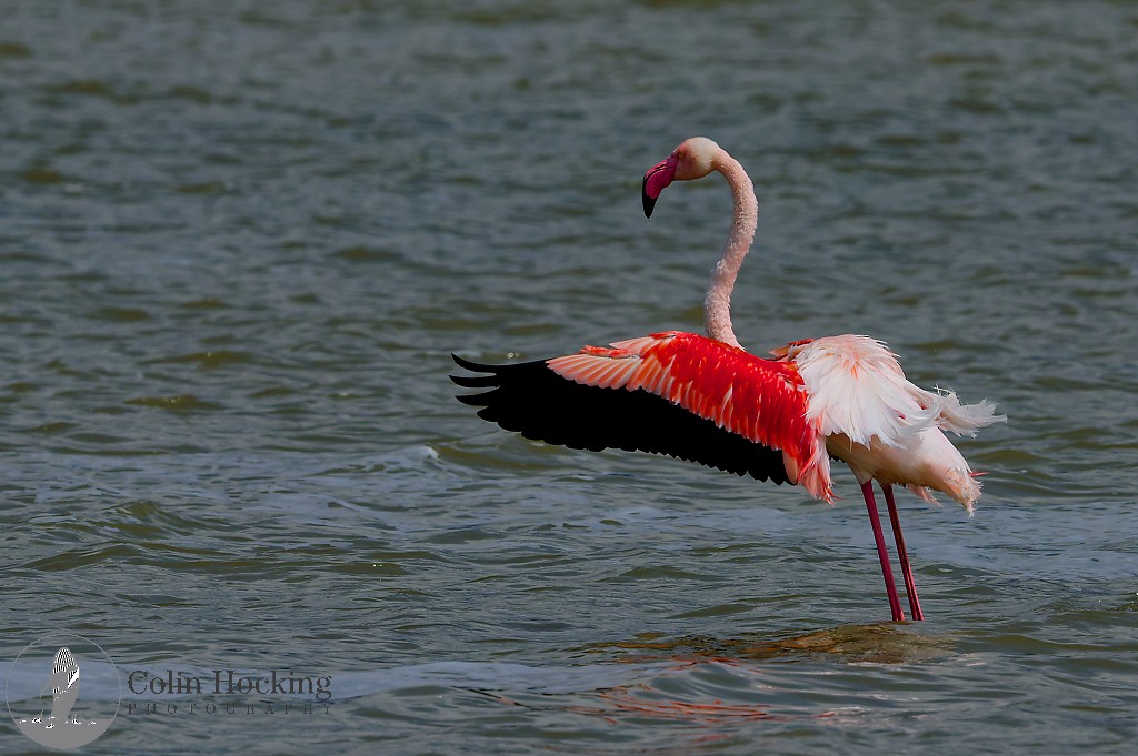 Lesser Flamingo - ML638118287