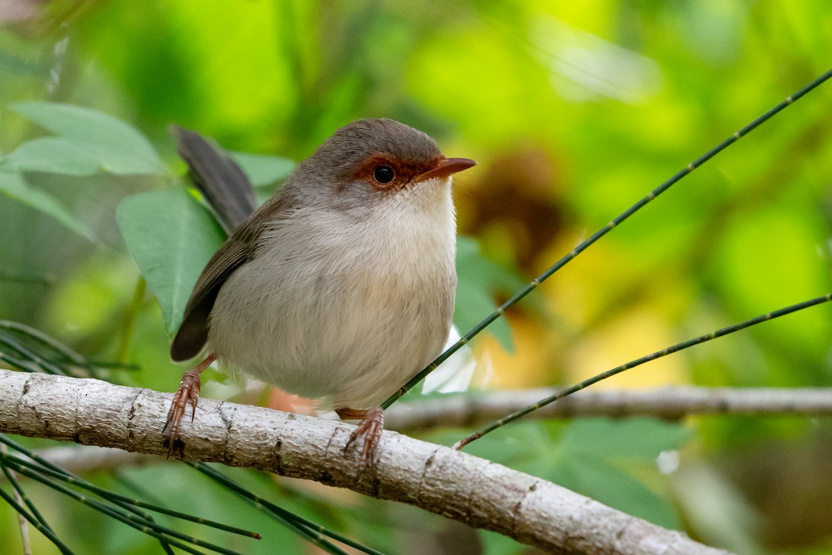 Superb Fairywren - ML638118290