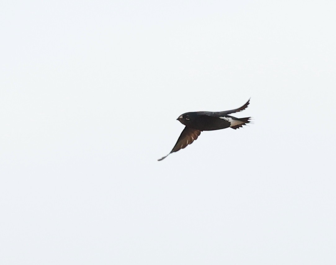 Brown-backed Needletail - ML638118305