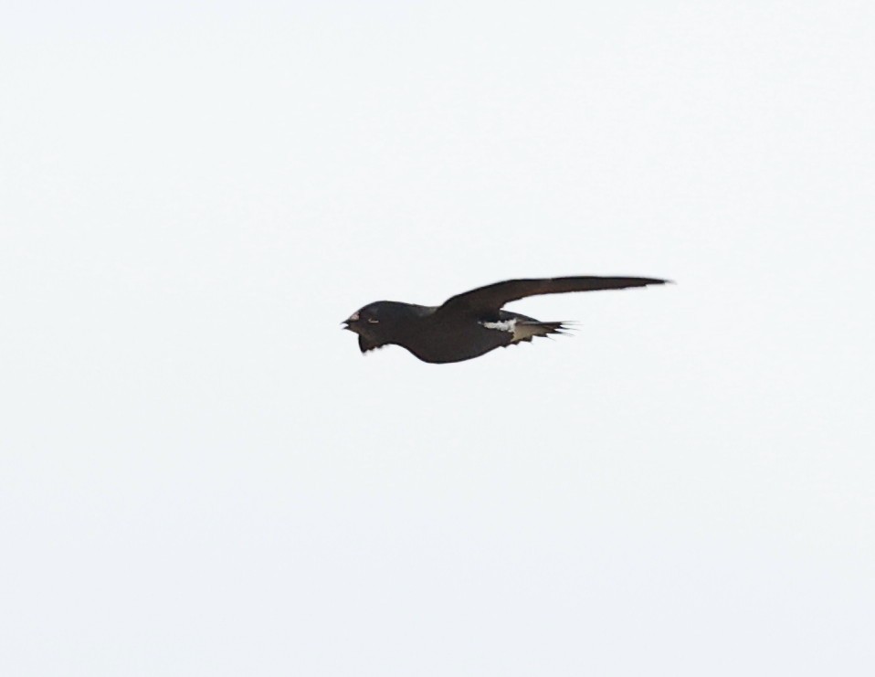 Brown-backed Needletail - ML638118308