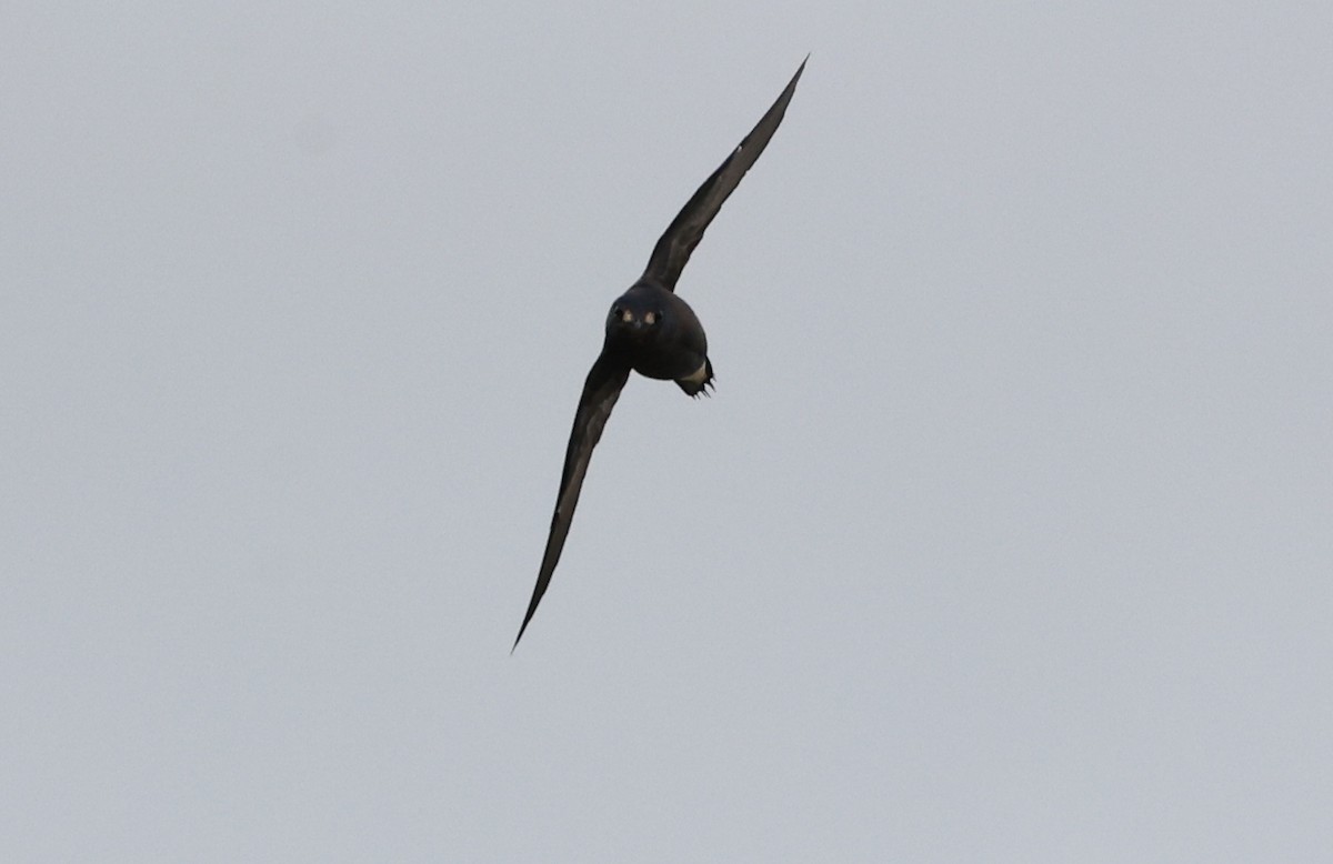 Brown-backed Needletail - ML638118309