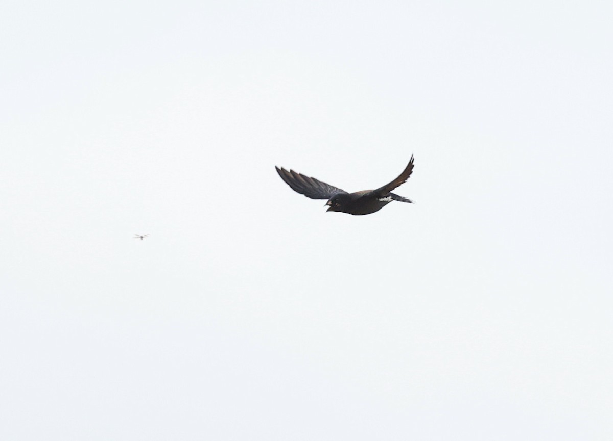 Brown-backed Needletail - ML638118310
