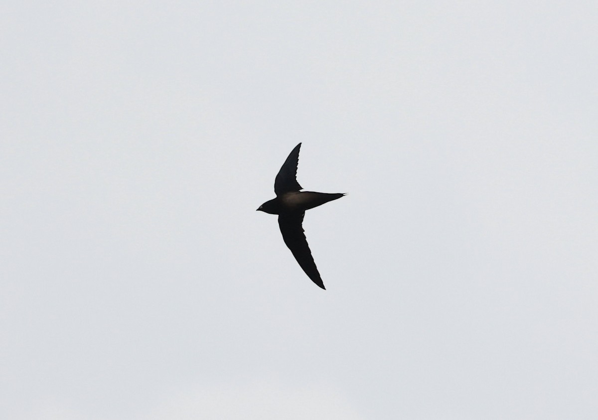 Brown-backed Needletail - ML638118312