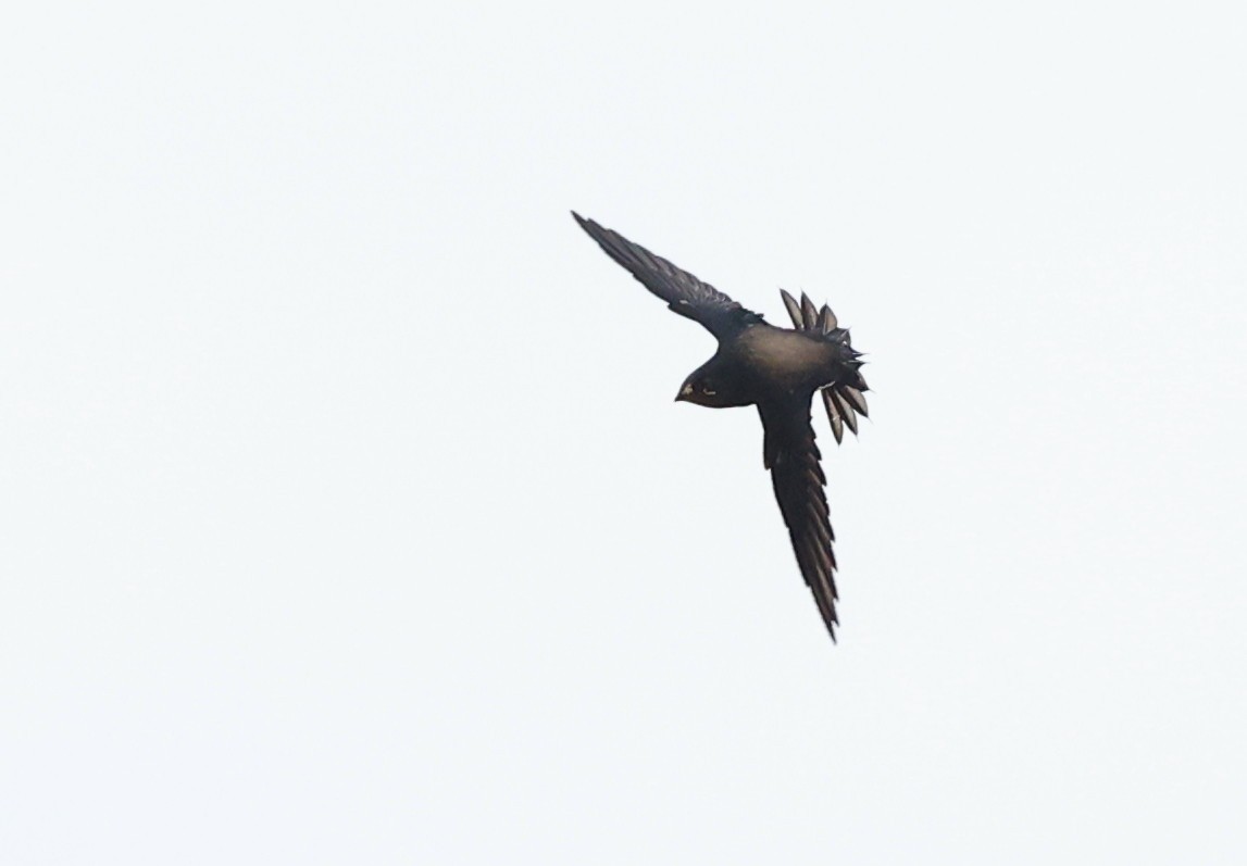Brown-backed Needletail - ML638118313