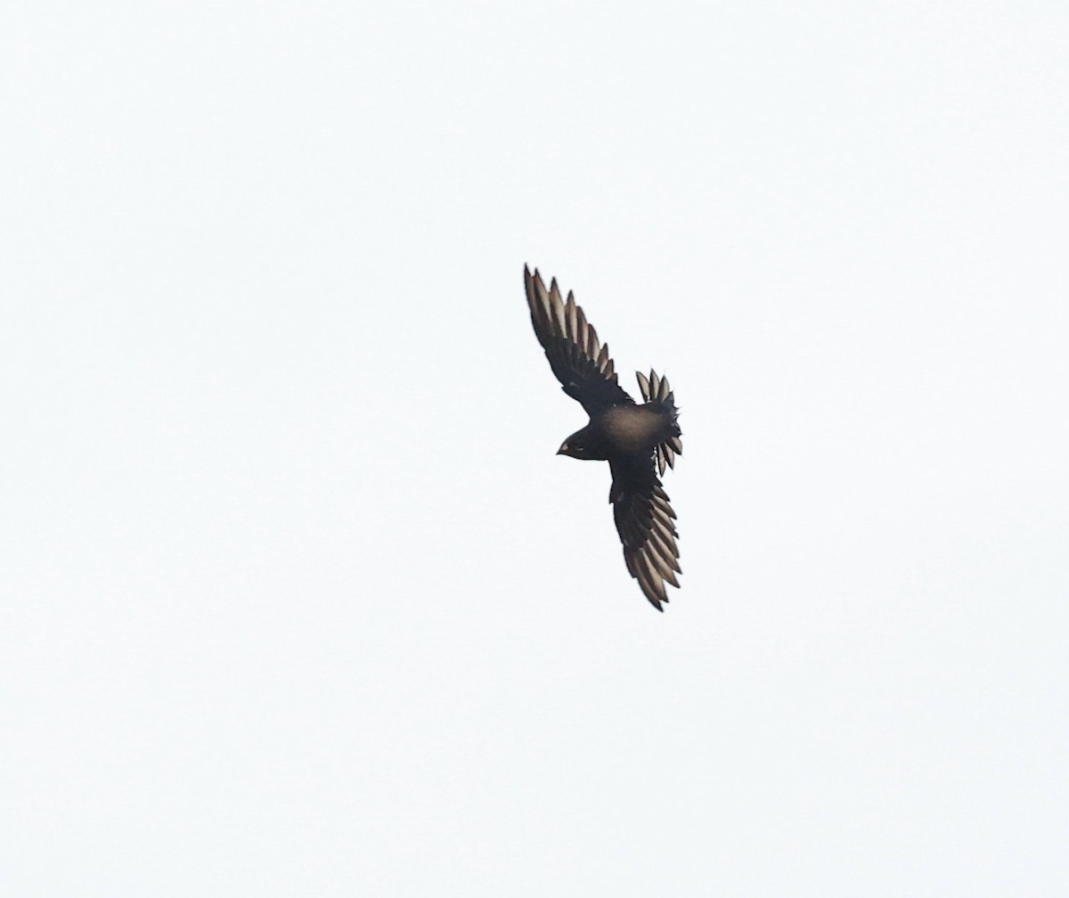 Brown-backed Needletail - ML638118314