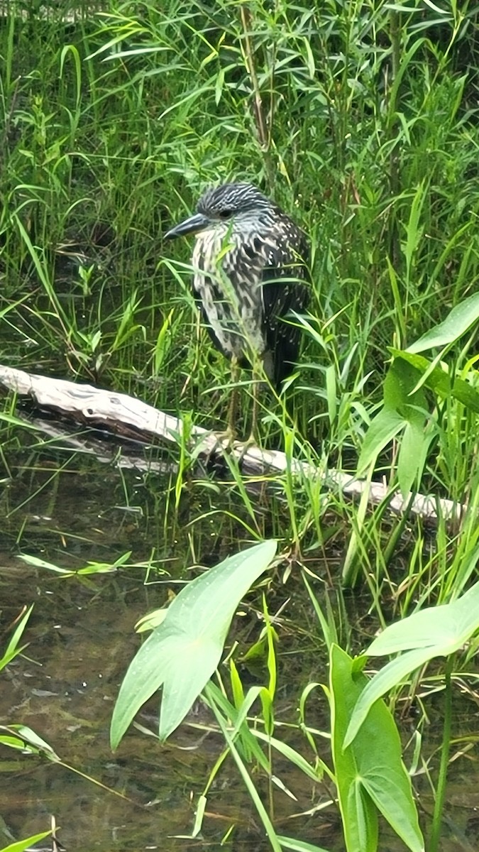 Yellow-crowned Night Heron - ML638118323