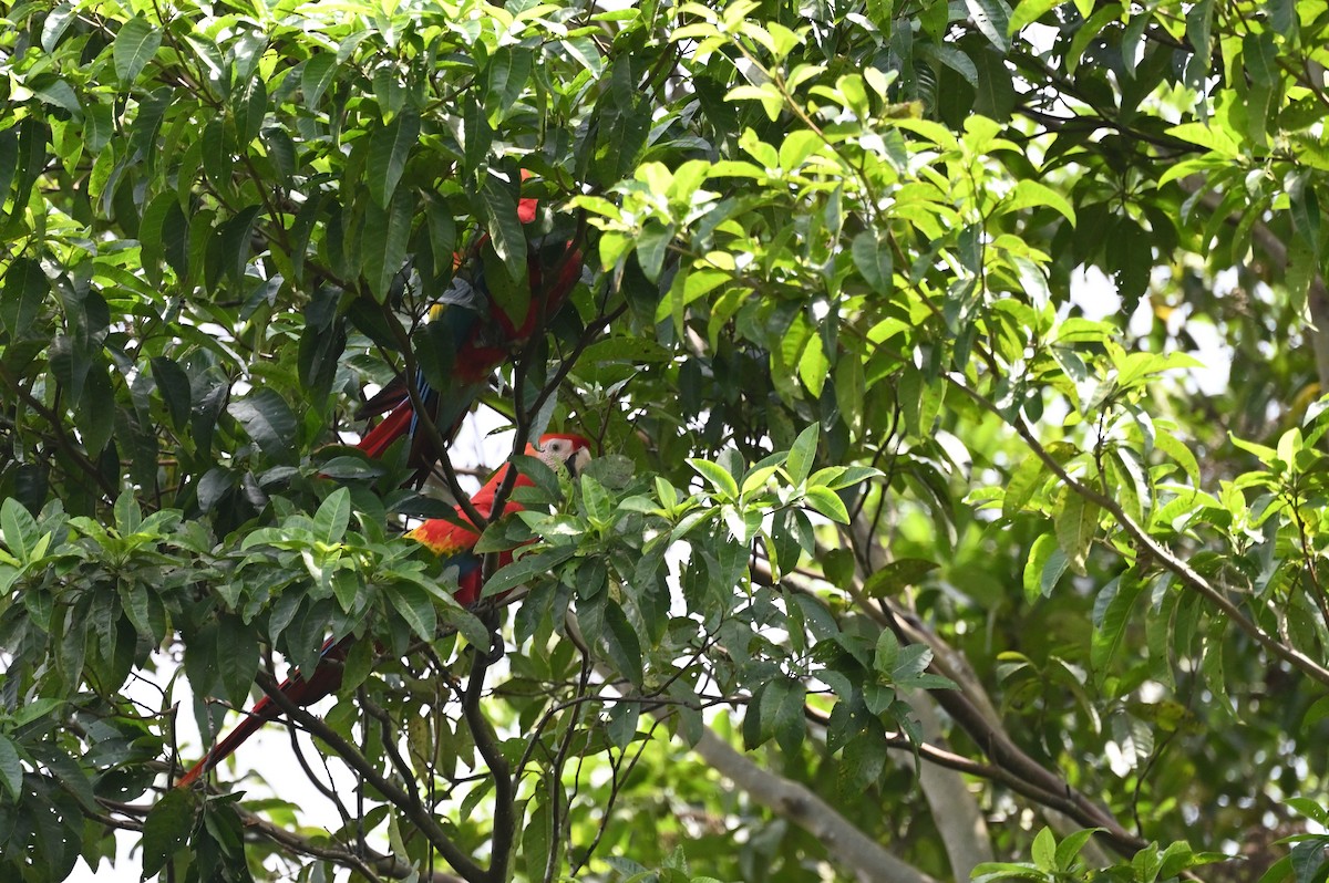 ara arakanga - ML638118404