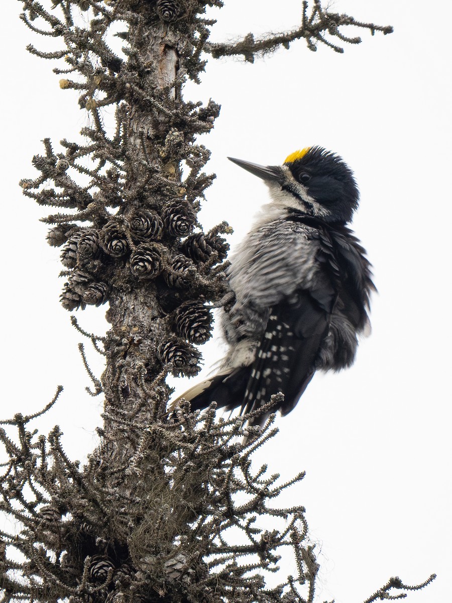 Black-backed Woodpecker - ML638118415