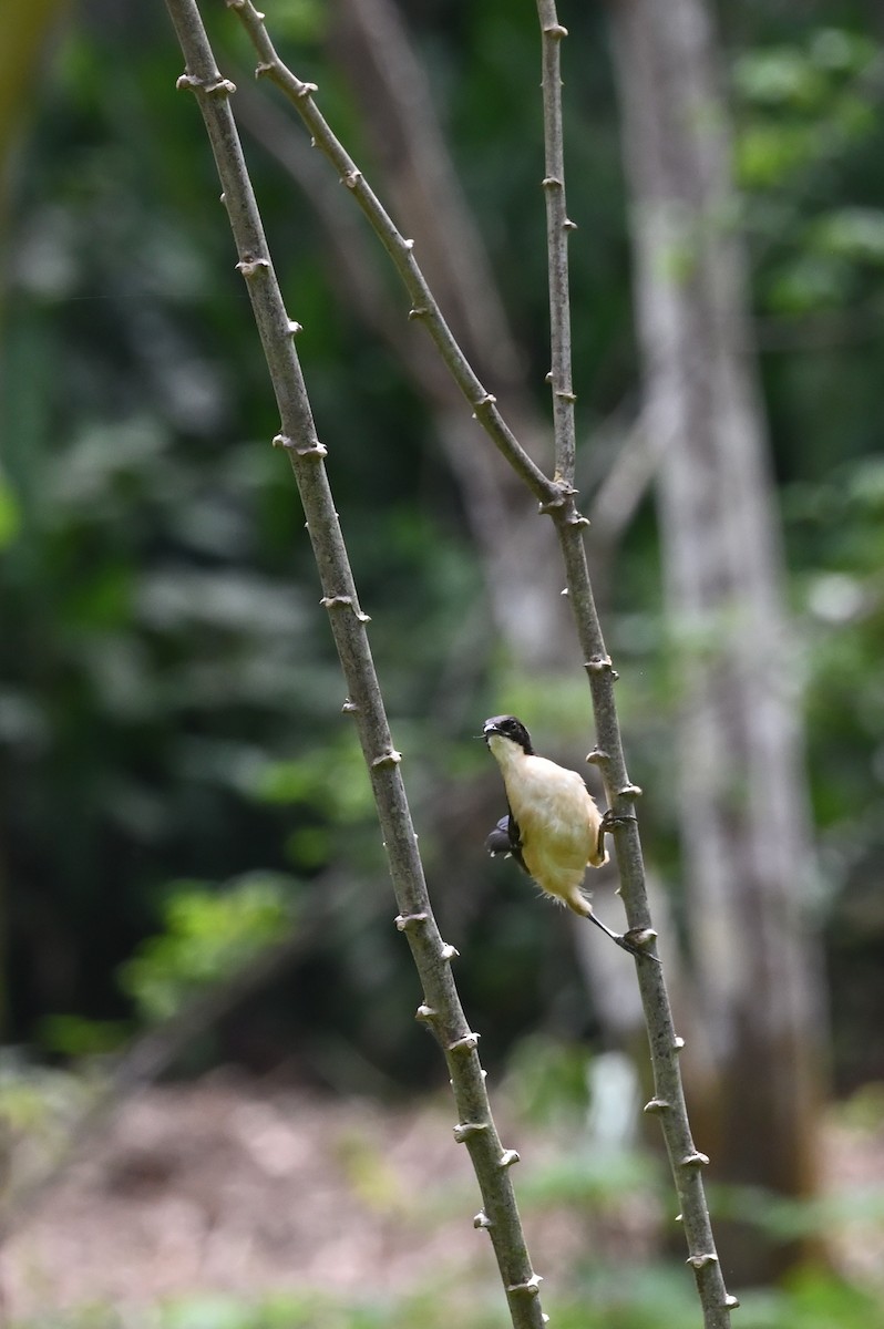 angu černohlavý - ML638118418