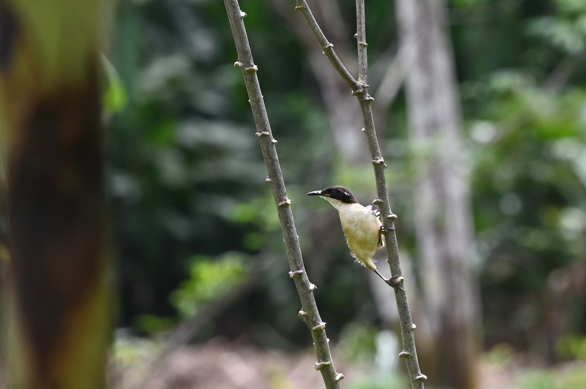 angu černohlavý - ML638118419