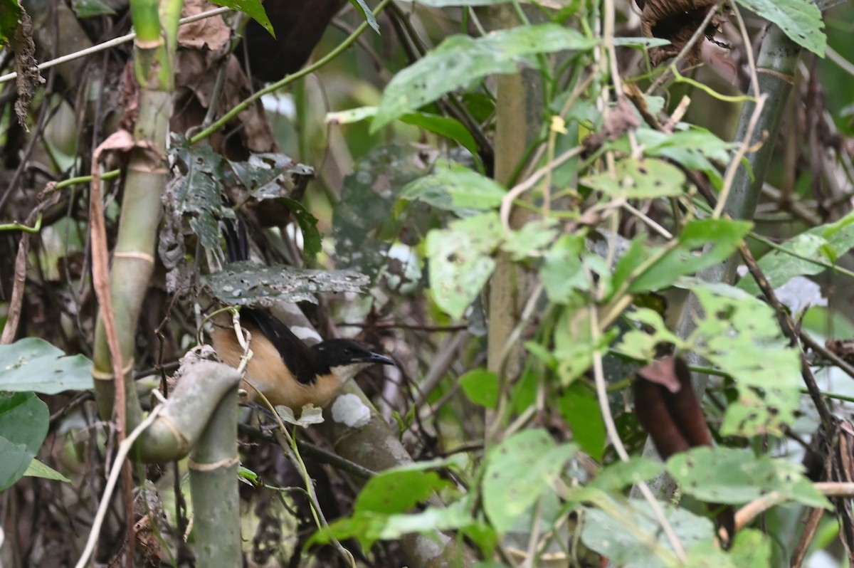 angu černohlavý - ML638118420