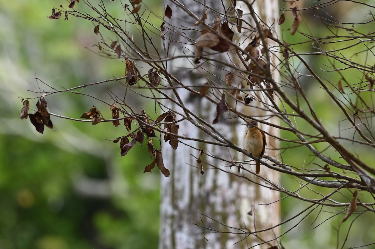 Chestnut-crowned Becard - ML638118429