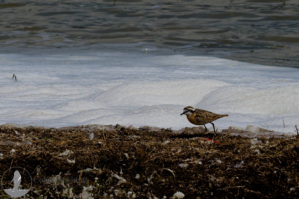 Kittlitz's Plover - ML638118437