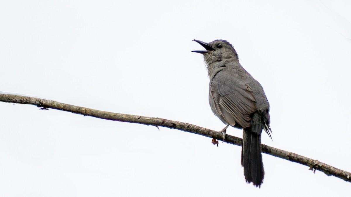 Gray Catbird - ML638118440