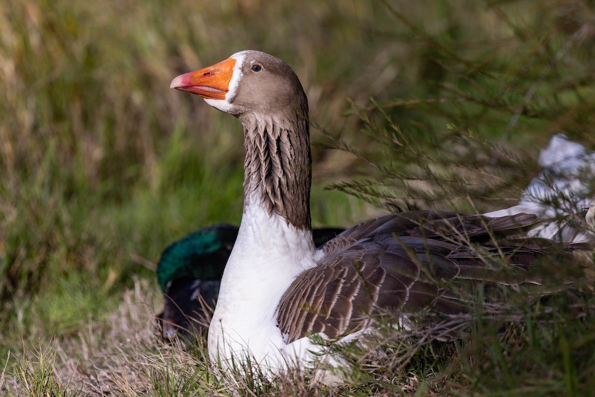 Domestic goose sp. (Domestic type) - ML638118463