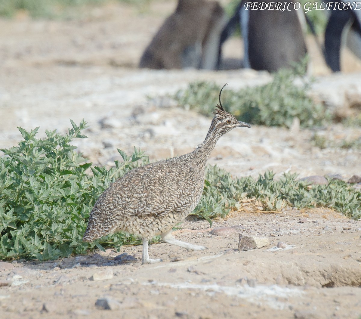 Elegant Crested-Tinamou - ML638118502