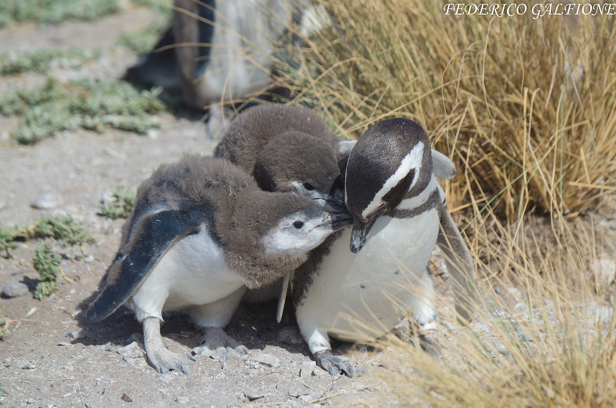 Magellanpinguin - ML638118521