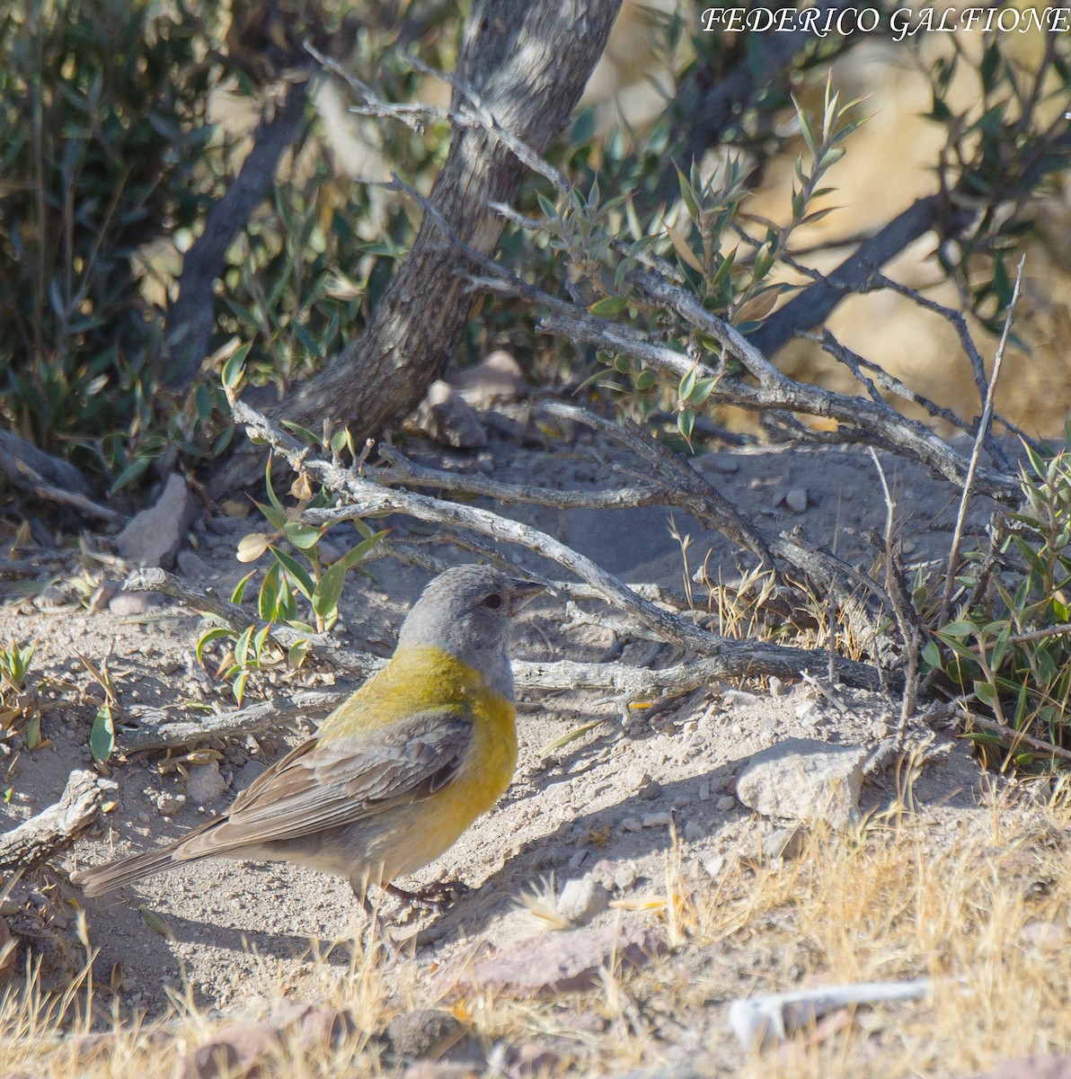 Gray-hooded Sierra Finch - ML638118525