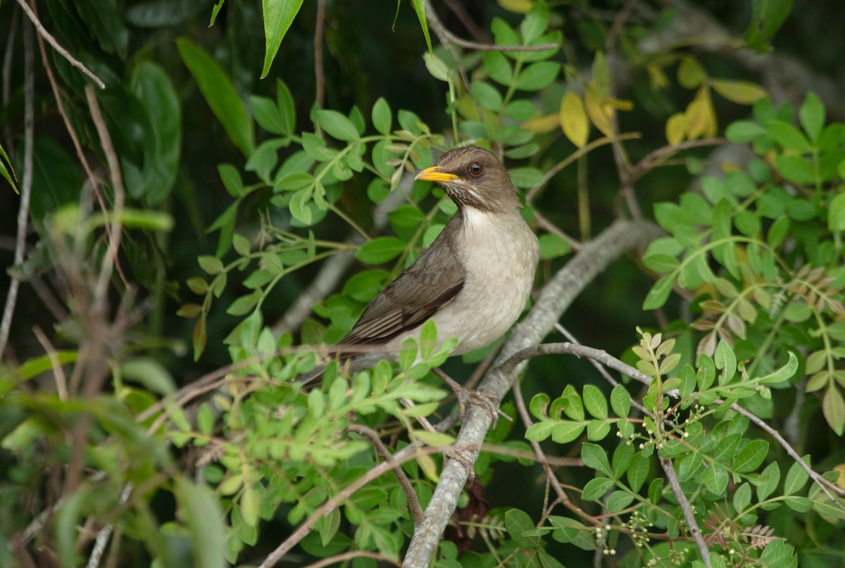 Creamy-bellied Thrush - ML638118526