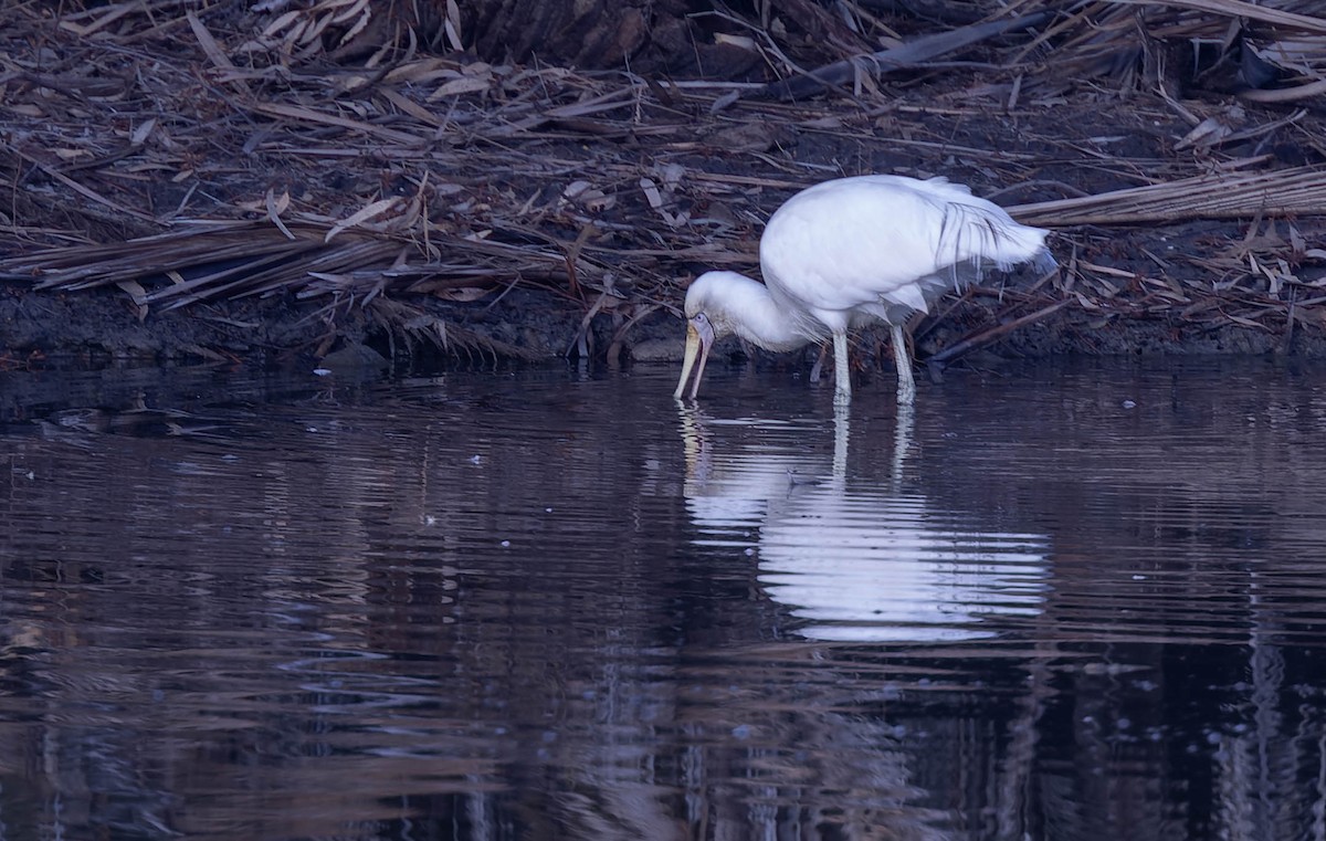 Yellow-billed Spoonbill - ML638118549