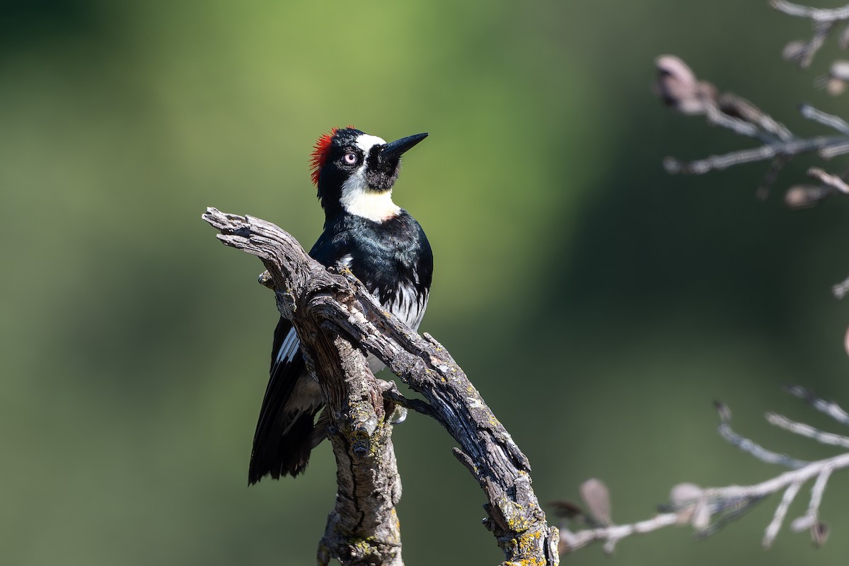 Acorn Woodpecker - ML638118567