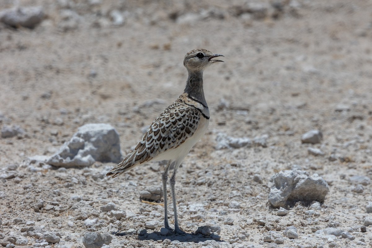 Double-banded Courser - ML638118580