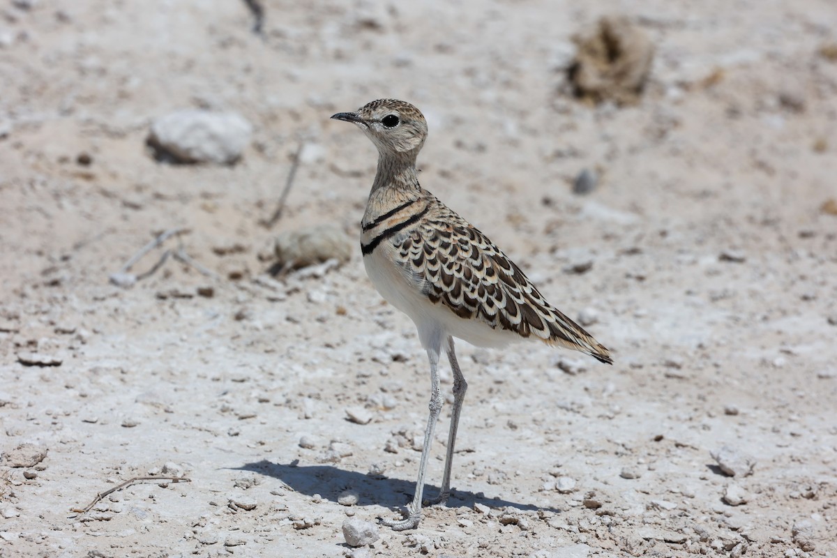 Double-banded Courser - ML638118581