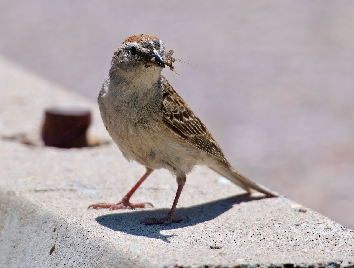 Chipping Sparrow - ML638118583