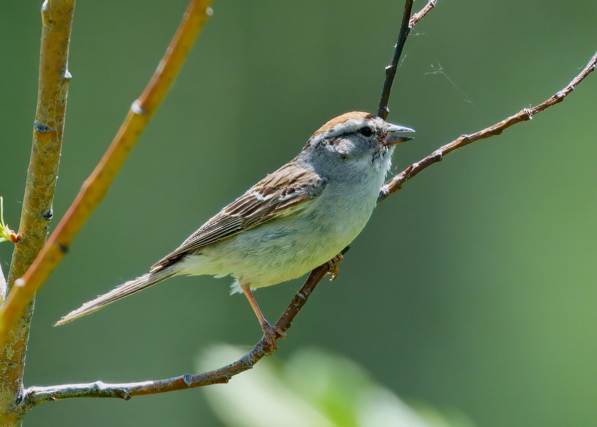 Chipping Sparrow - ML638118584