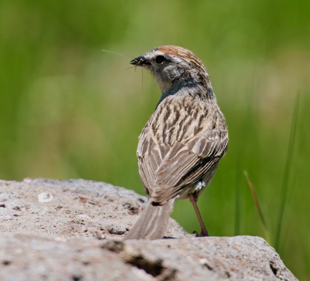 Chipping Sparrow - ML638118585