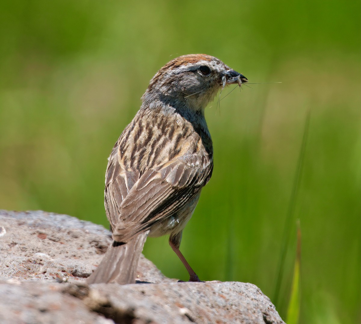 Chipping Sparrow - ML638118586