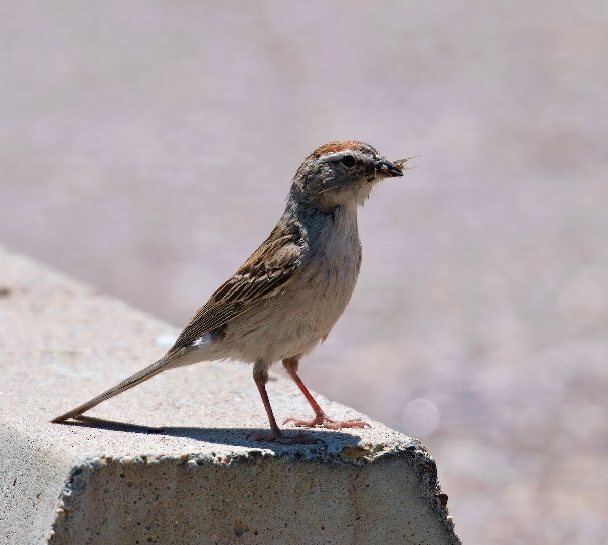 Chipping Sparrow - ML638118587