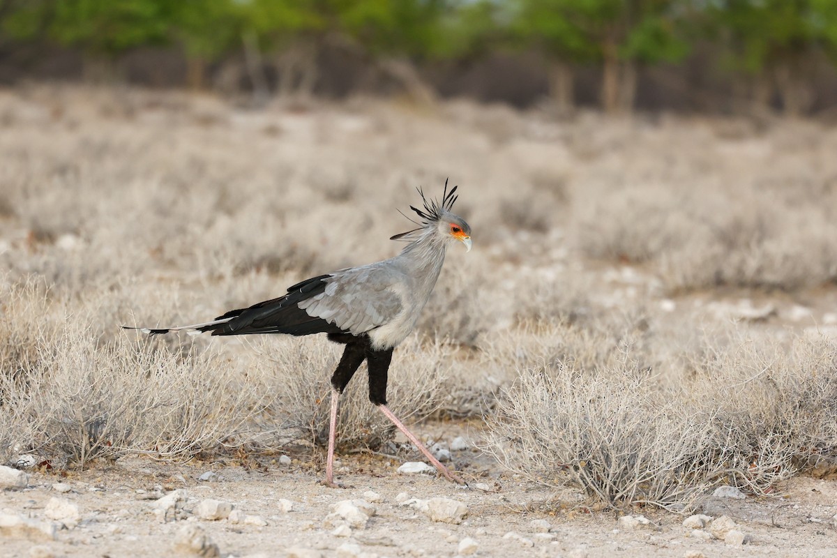 Secretarybird - ML638118595
