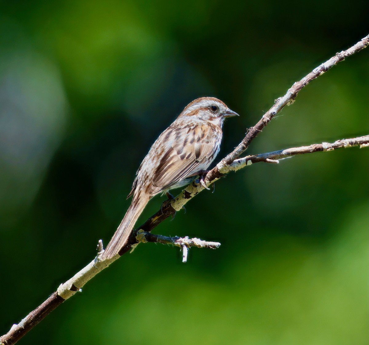 Song Sparrow - ML638118598