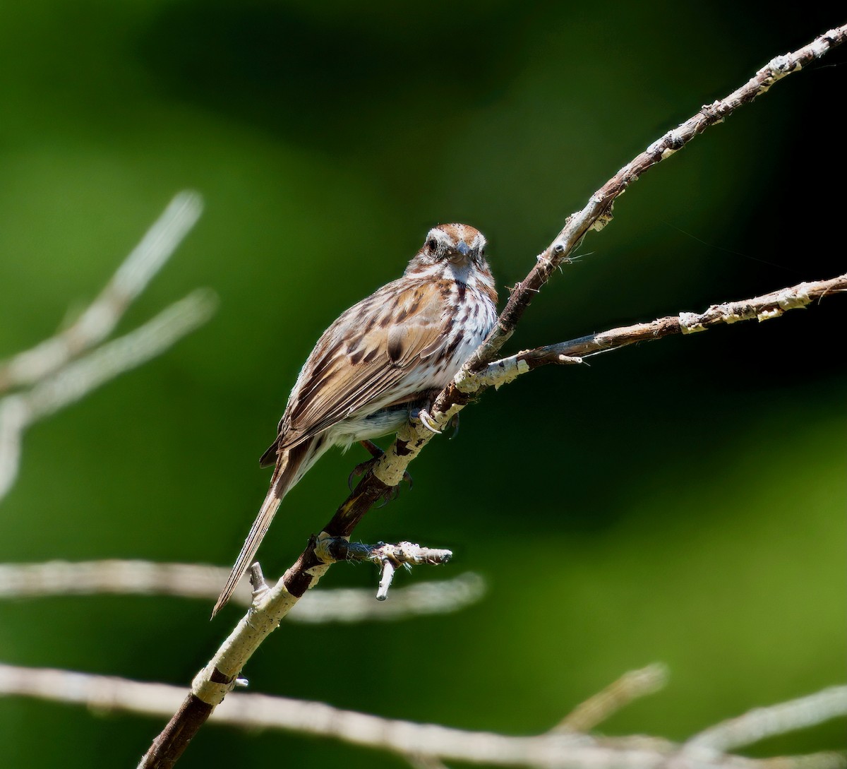 Song Sparrow - ML638118599