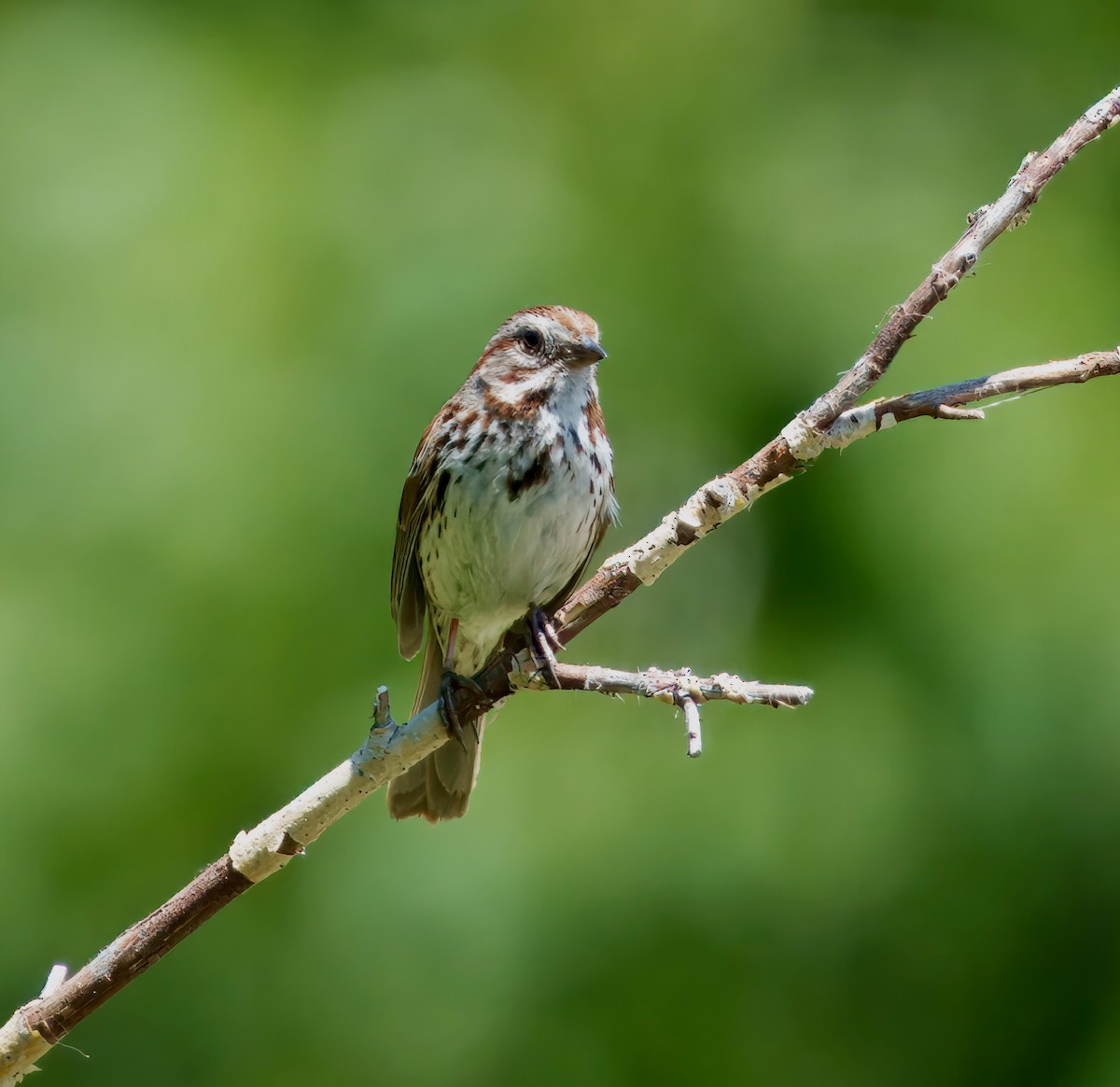 Song Sparrow - ML638118600