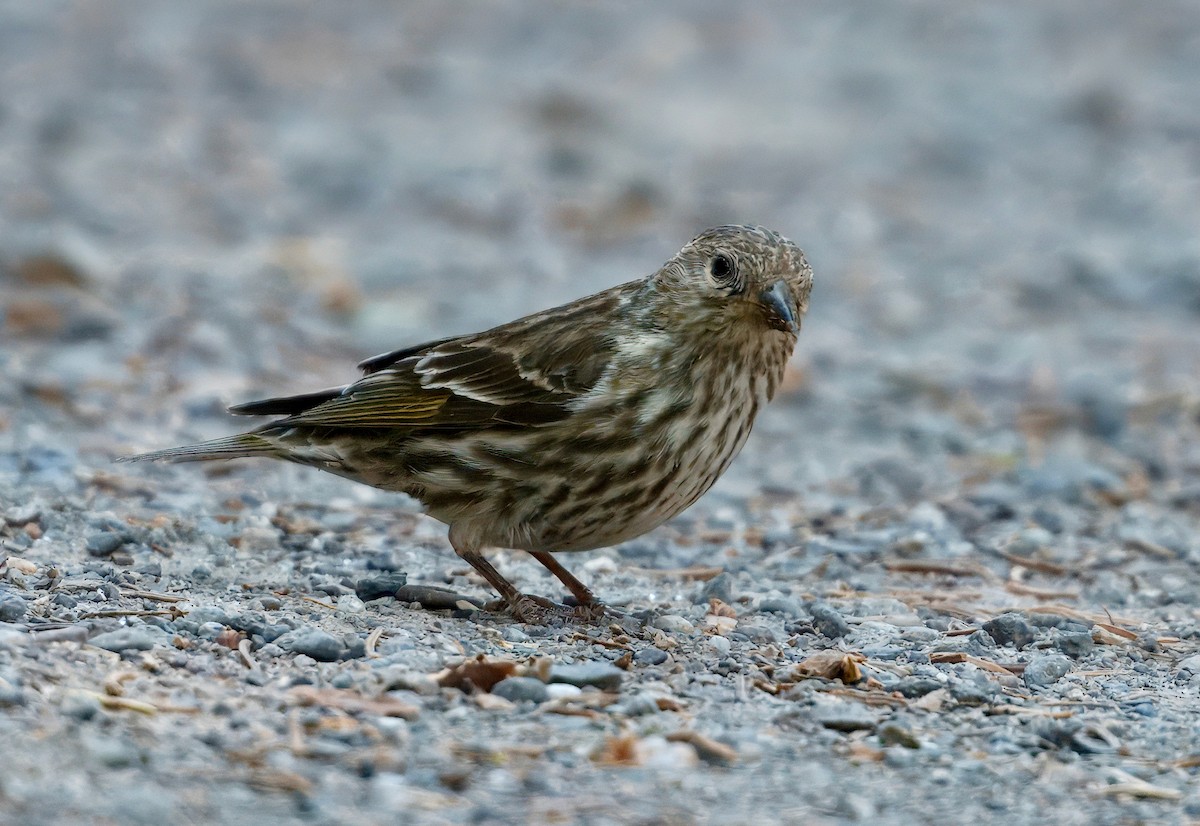 Pine Siskin - ML638118604