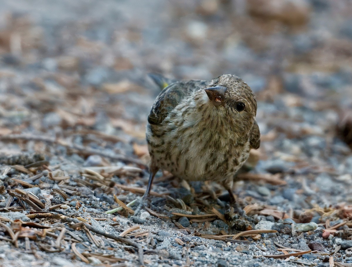 Pine Siskin - ML638118605