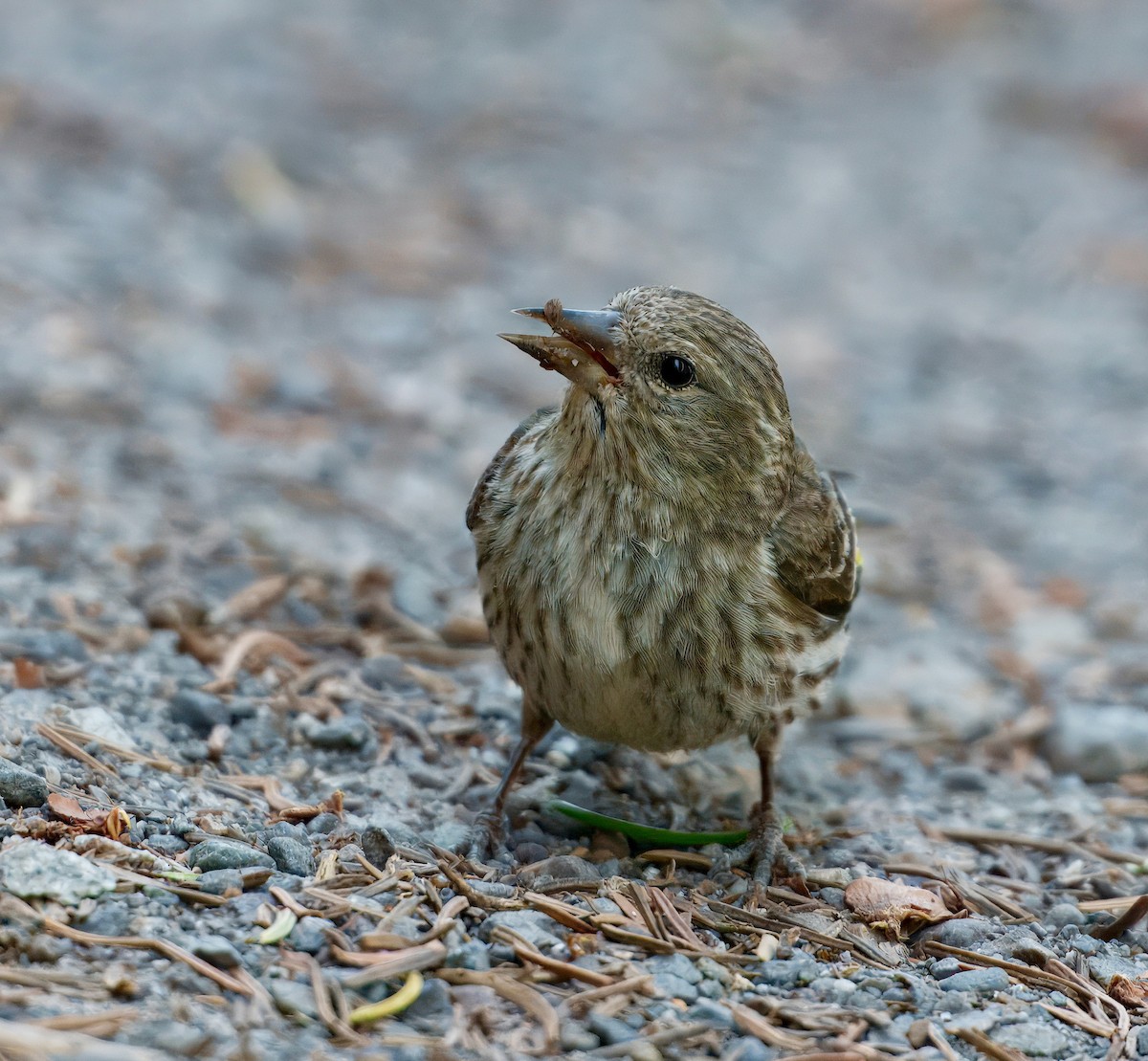 Pine Siskin - ML638118607