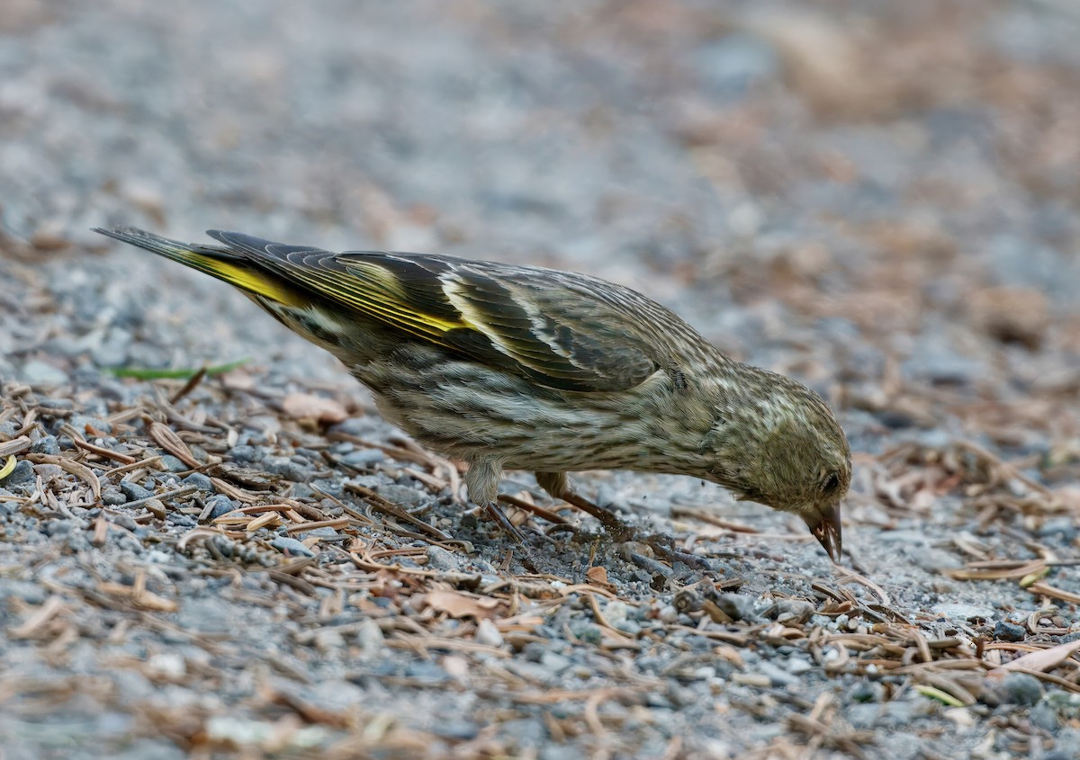 Pine Siskin - ML638118608