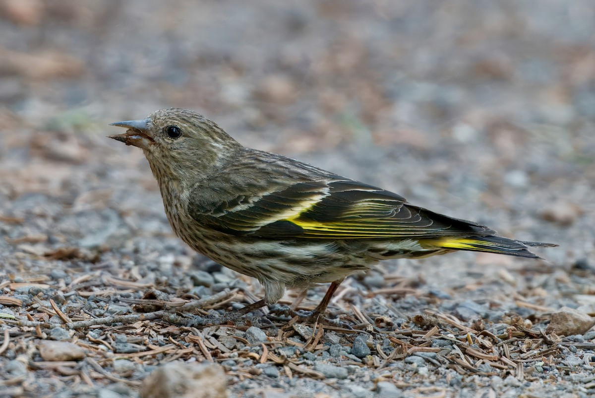 Pine Siskin - ML638118609