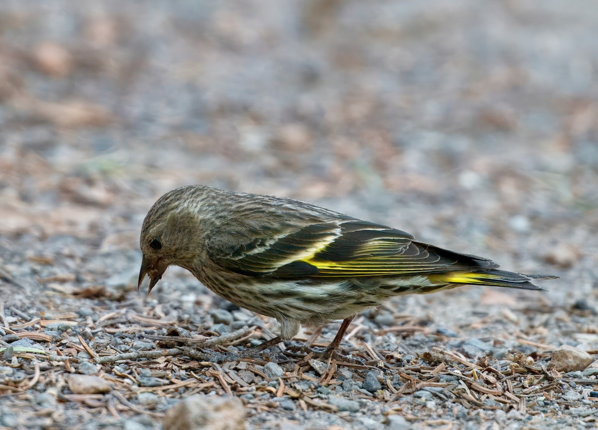 Pine Siskin - ML638118610