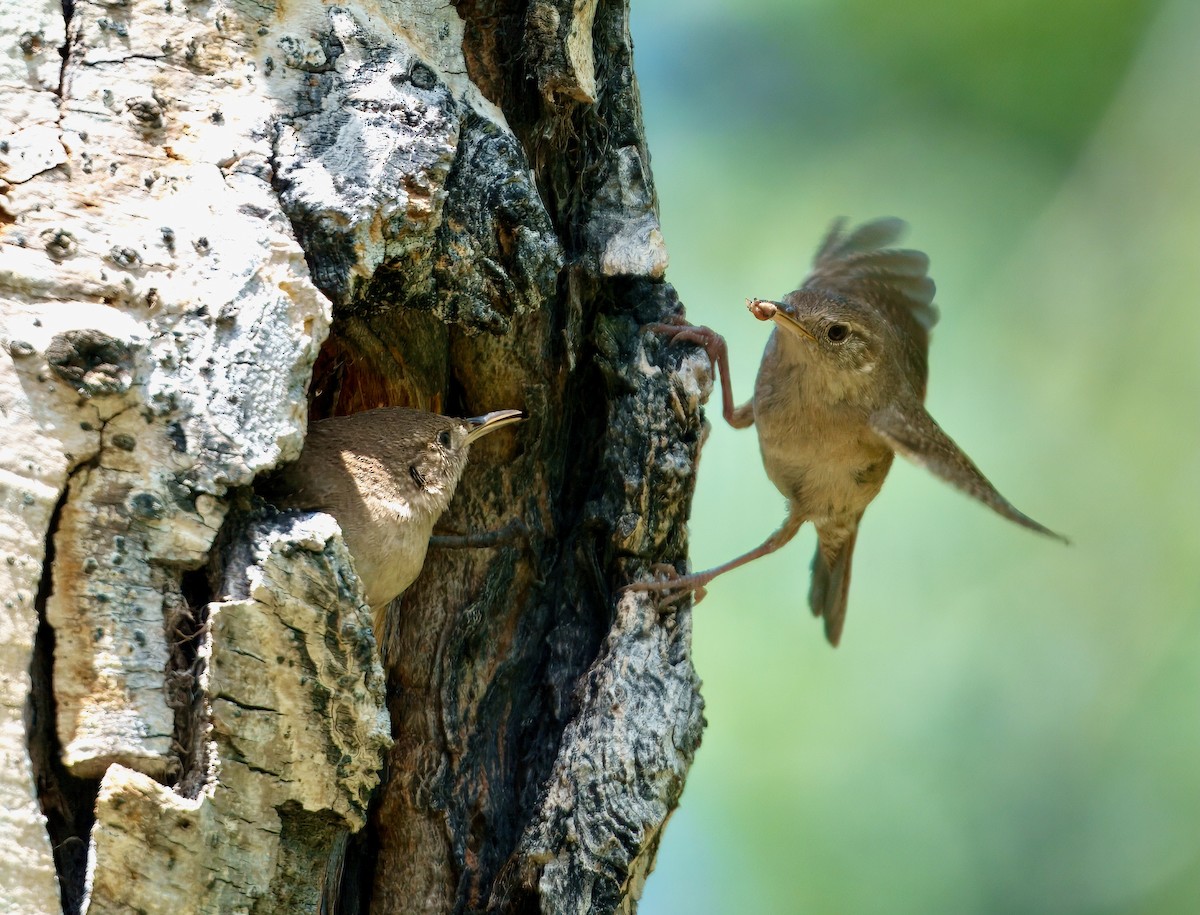 Northern House Wren - ML638118616