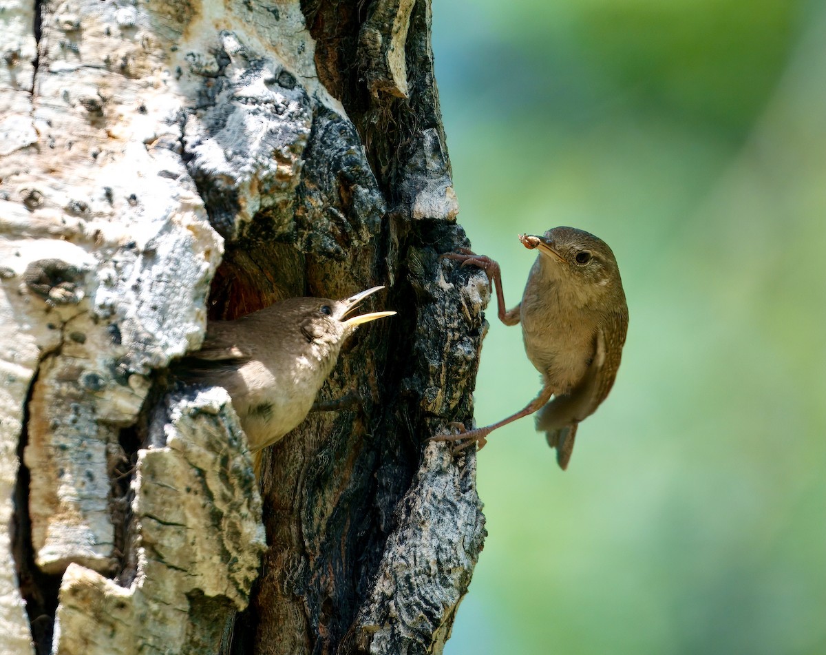 Northern House Wren - ML638118619