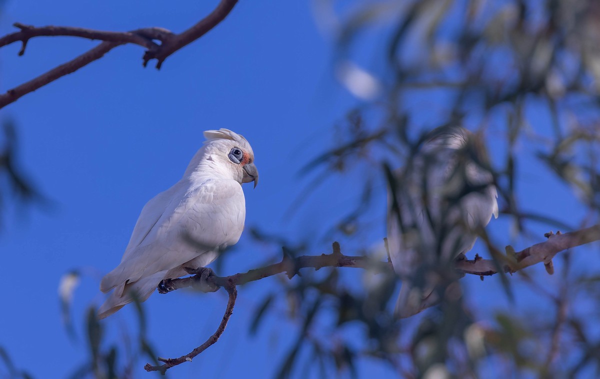 Western Corella - ML638118622