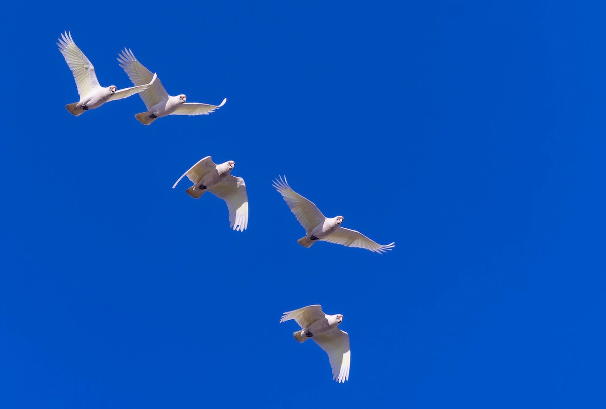 Western Corella - ML638118623